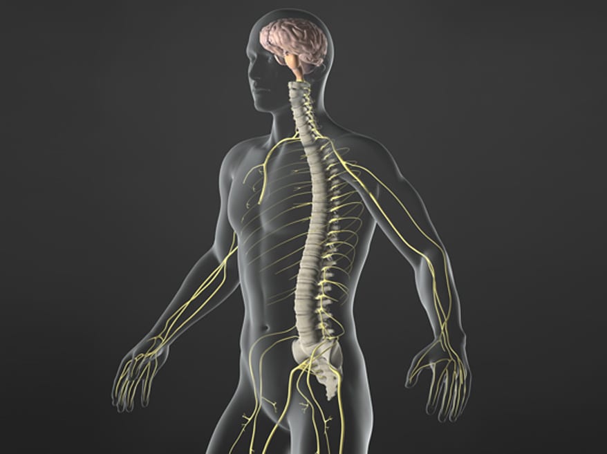 Illustration-of-the-human-body’s-nervous-system